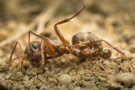 Tetramorium caespitum - AntWiki