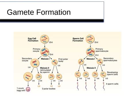 6a: Meiosis