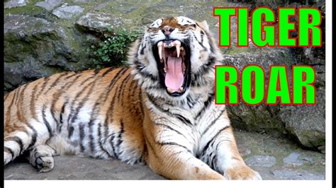 TIGER ROAR AND SOUNDS - YouTube