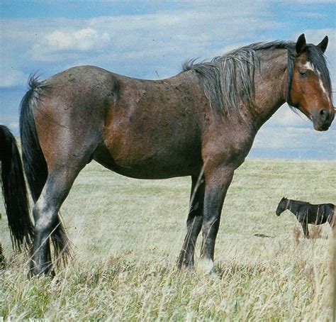 Nokota | Cheval, Animaux, Amérique du nord