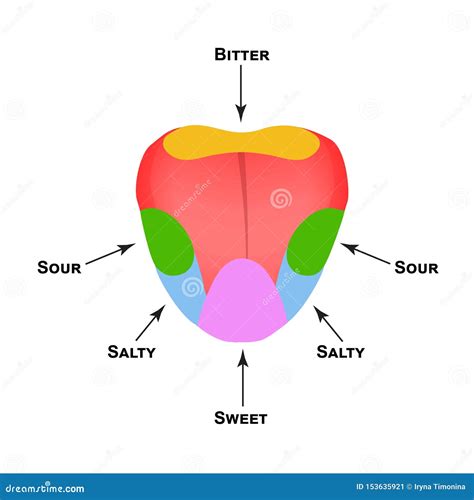 Bitter Sour Sweet Salty Tongue Taste Map Cartoon Vector | CartoonDealer.com #81158761