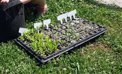 Easiest Way to Water your Seedlings | Growing seedlings, Seedlings, Propagating plants