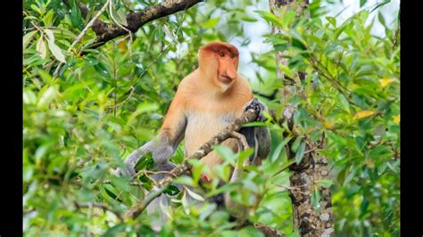 Presentation: The Wildlife of Borneo - YouTube