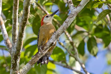 Jamaica Birding Tours - Birdwatching - Birds of Jamaica - Birdquest