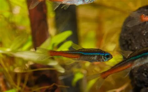 Neon Tetra Disease: Causes, Symptoms, and Treatment - AquariumNexus