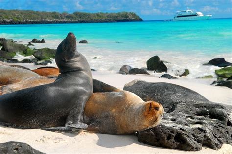 Galapagos National Park, The Ecuador's First National Park - Traveldigg.com