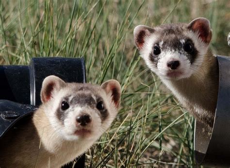 Black-footed Ferret In North Dakota - North Dakota Wildlife And agriculture