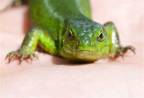 portrait of green lizard | Stock image | Colourbox