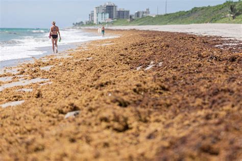 Here's the Real Story behind the Massive 'Blob' of Seaweed Heading toward Florida - Kowatek