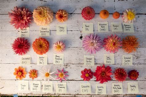 Discovering Dahlias is Here! - Floret Flowers