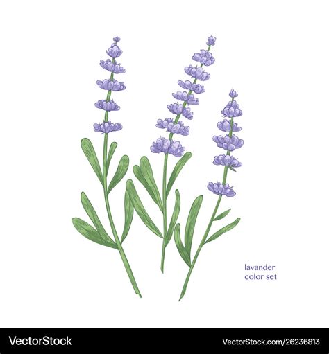 Elegant botanical drawing lavender flowers Vector Image