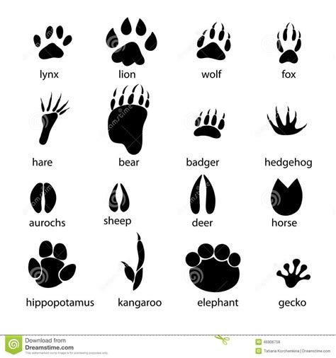 Kangaroo Prints In The Sand Stock Photo - Image: 73321938 | Animal footprints, Animal tracks ...