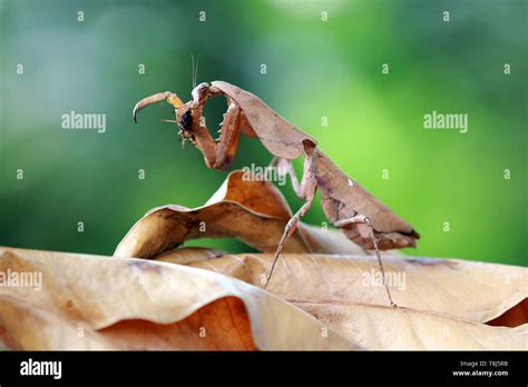 Dead leaf mantis camouflage on dried leaves, Indonesia Stock Photo - Alamy