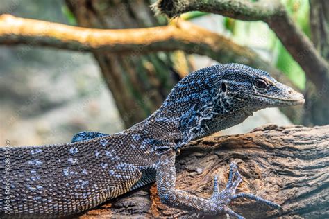 a blue-spotted tree monitor (Varanus macraei) on the tree, a species of monitor lizard found on ...