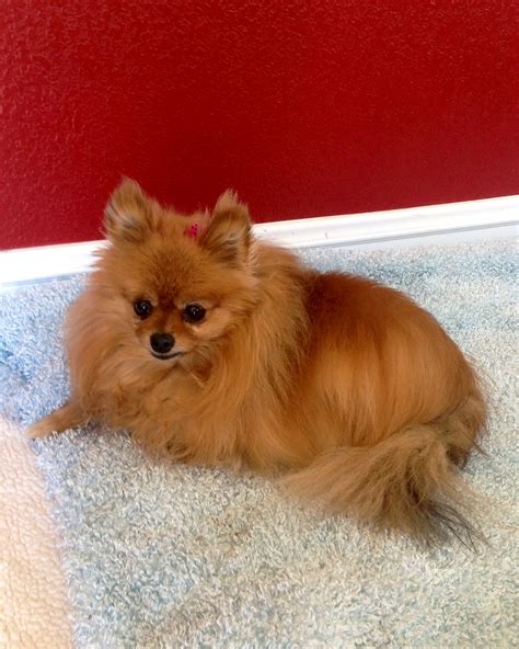 Pictures Pomeranian Haircuts | Dog Breeds Picture