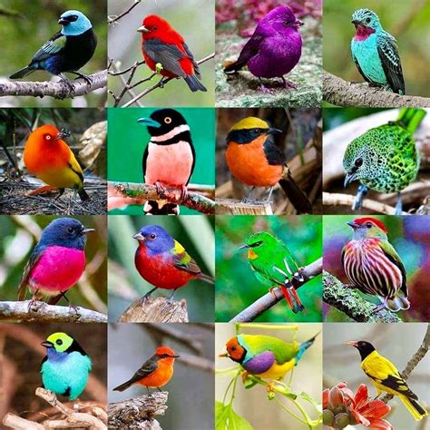 Colorful birds image by Sharon Villamil on Birds | Pretty birds ...