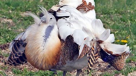 Spanish great bustard eggs imported to Wiltshire - BBC News