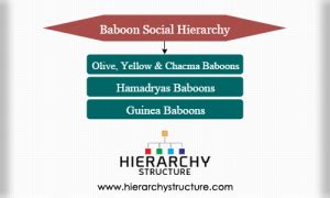 Baboon Social Hierarchy