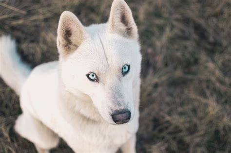 Can German Shepherds Have Blue Eyes? - All About German Shepherds