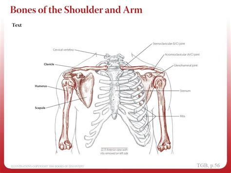 PPT - Bones of the Shoulder and Arm PowerPoint Presentation, free ...