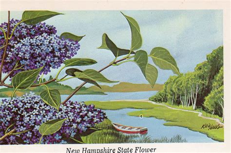 NH State FLower | nhigh | Flickr