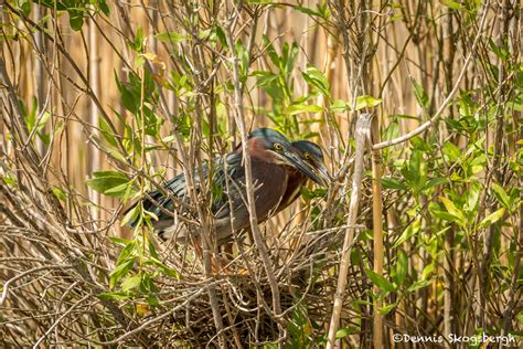 3505 Green Heron Nesting (Butorides virescens). Anahuac NWR, Texas - Dennis Skogsbergh ...