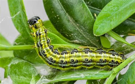 The caterpillar wreaking havoc across the UK | The Telegraph