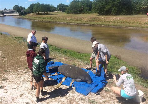 Manatee Rescued – WFLA