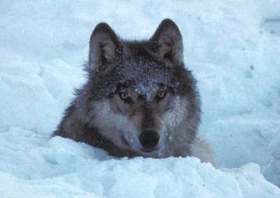 Arctic Wolf Facts and Adaptations - Canis lupus arctos