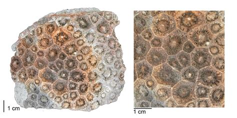 1.2 Rugose corals (Rugosa) - Digital Atlas of Ancient Life