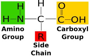 What are aromatic amino acids? | Socratic