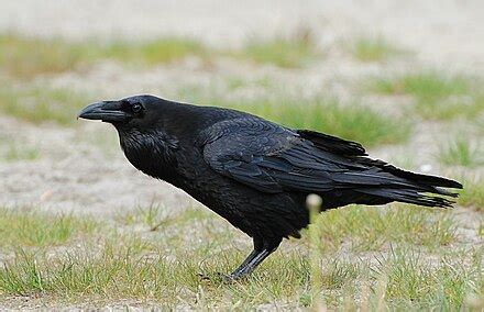 Corvidae - Wikipedia