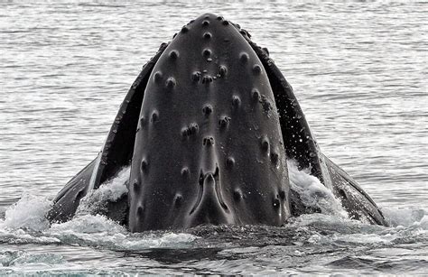 Tongan Humpback Whale Migration | Indopacificimages