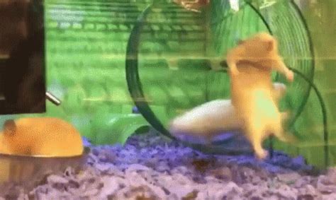 Hamster GIF - Hamster - Discover & Share GIFs | Hamster, Gif, World of ...