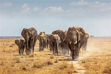 UK hunting trophies bill would be damaging to Africa - New African Magazine