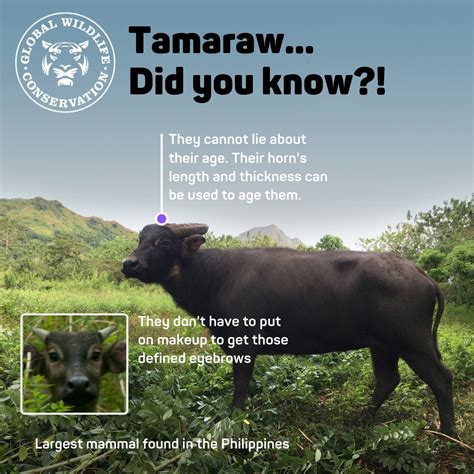 Tamaraw Tales: Introduction - Global Wildlife Conservation