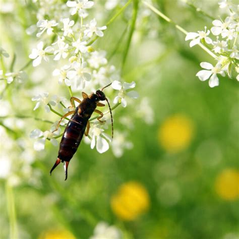 Earwigs - Environmental Factor