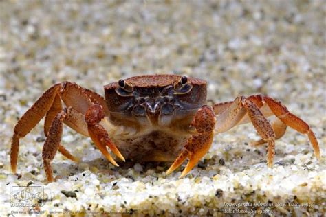 Johnson's Freshwater Crab - Irmengardia johnsoni | Crab, Fresh water ...