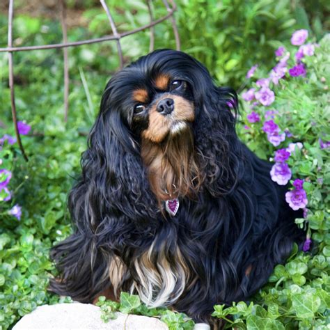 cavalier king charles spaniel colors black & tan - Superiorly History Photo Exhibition