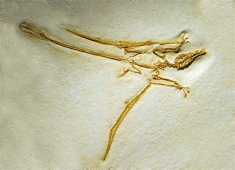 Rhamphorhynchus Fossil Photograph by Millard H. Sharp