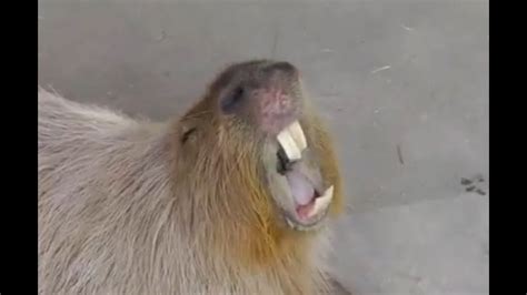 Capybara Yawn - YouTube