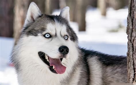 Husky dog in winter forest wallpapers and images - wallpapers, pictures, photos