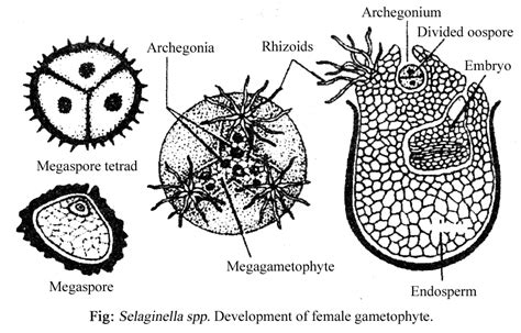 SELAGINELLA - CLASSIFICATION, STRUCTURE OF SPOROPHYTE, REPRODUCTION, STRUCTURE OF GAMETOPHYTE ...