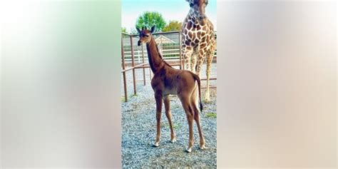 Rare spotless giraffe born at Tennessee zoo believed to be only one in ...