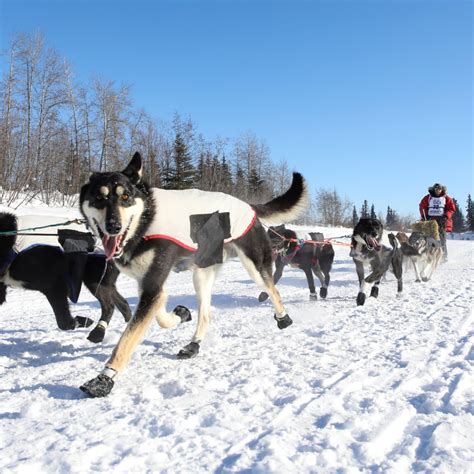 Is Dog Sled Racing Cruel