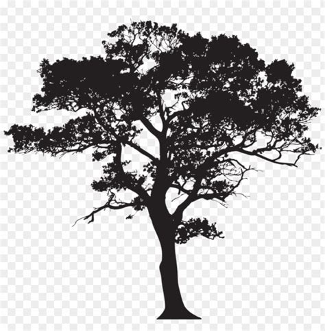 Free download | HD PNG gum tree silhouette PNG transparent with Clear ...