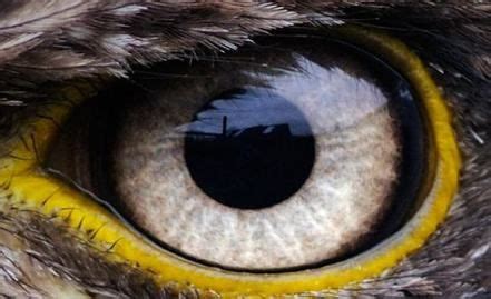 25+ Ideas eye close up bald eagle for 2019 | Bald eagle, Eye close up ...
