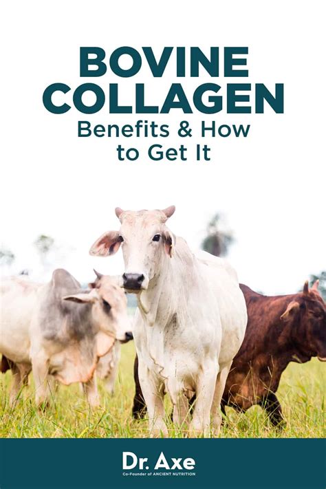 Bovine Collagen Benefits, Uses, Forms and More - Dr. Axe