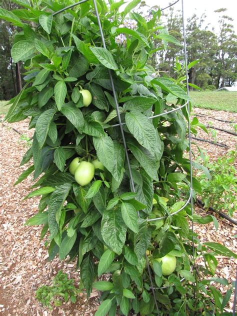 Pepino, Solanum muricatum