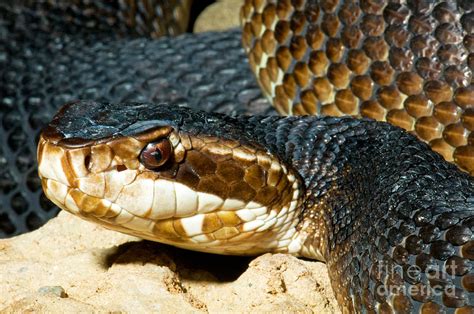 Florida Cottonmouth Snake Photograph by Millard H. Sharp